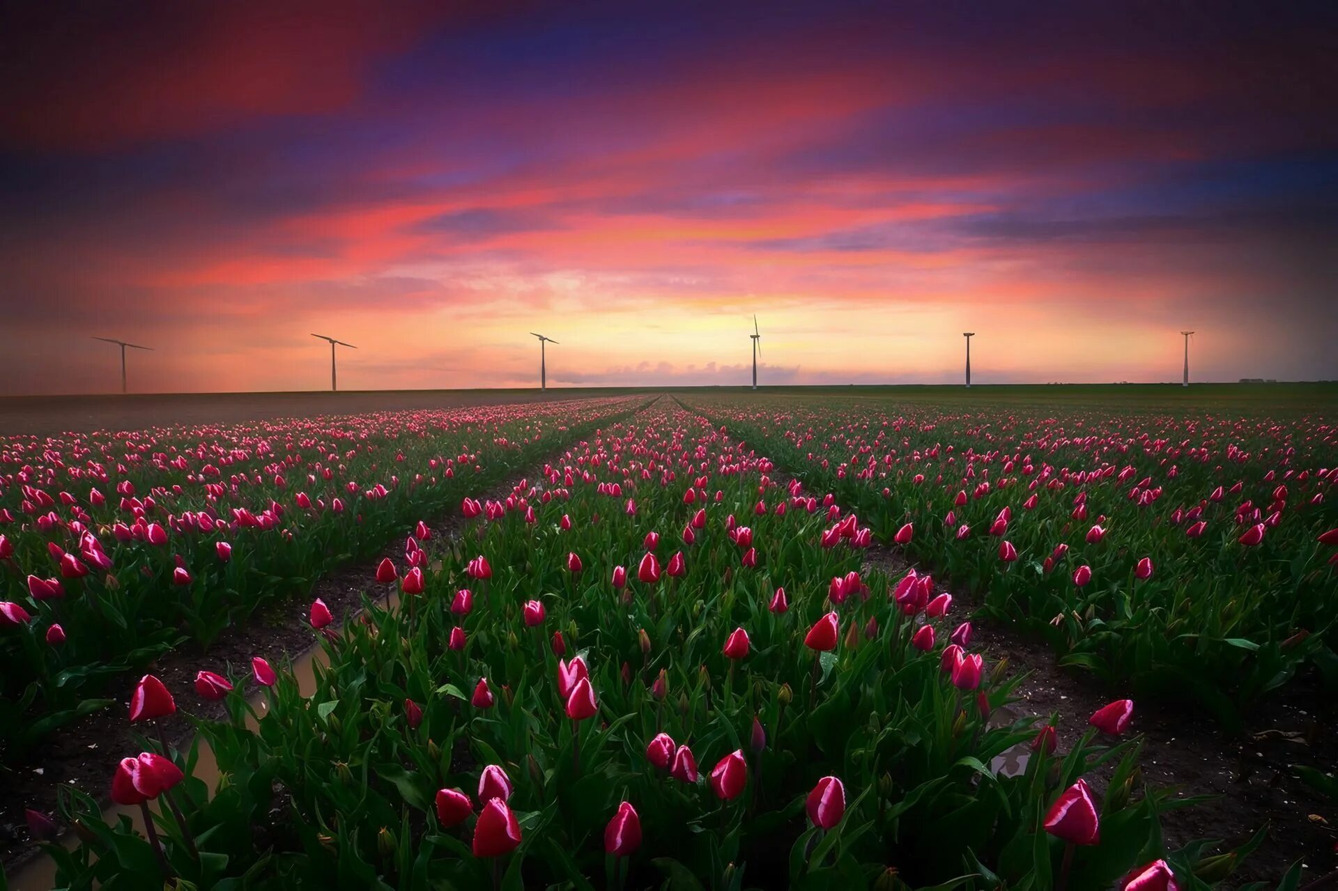 Где тюльпановые поля. Тюльпановые поля в Нидерландах. Амстердам тюльпановые поля. Тюльпановые поля в Нидерландах фото.