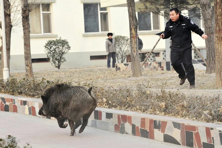 Кабан бородавочник. Приколы кабанов. Тростниковый кабанчик. Смешные свиньи. Кабан смешной.