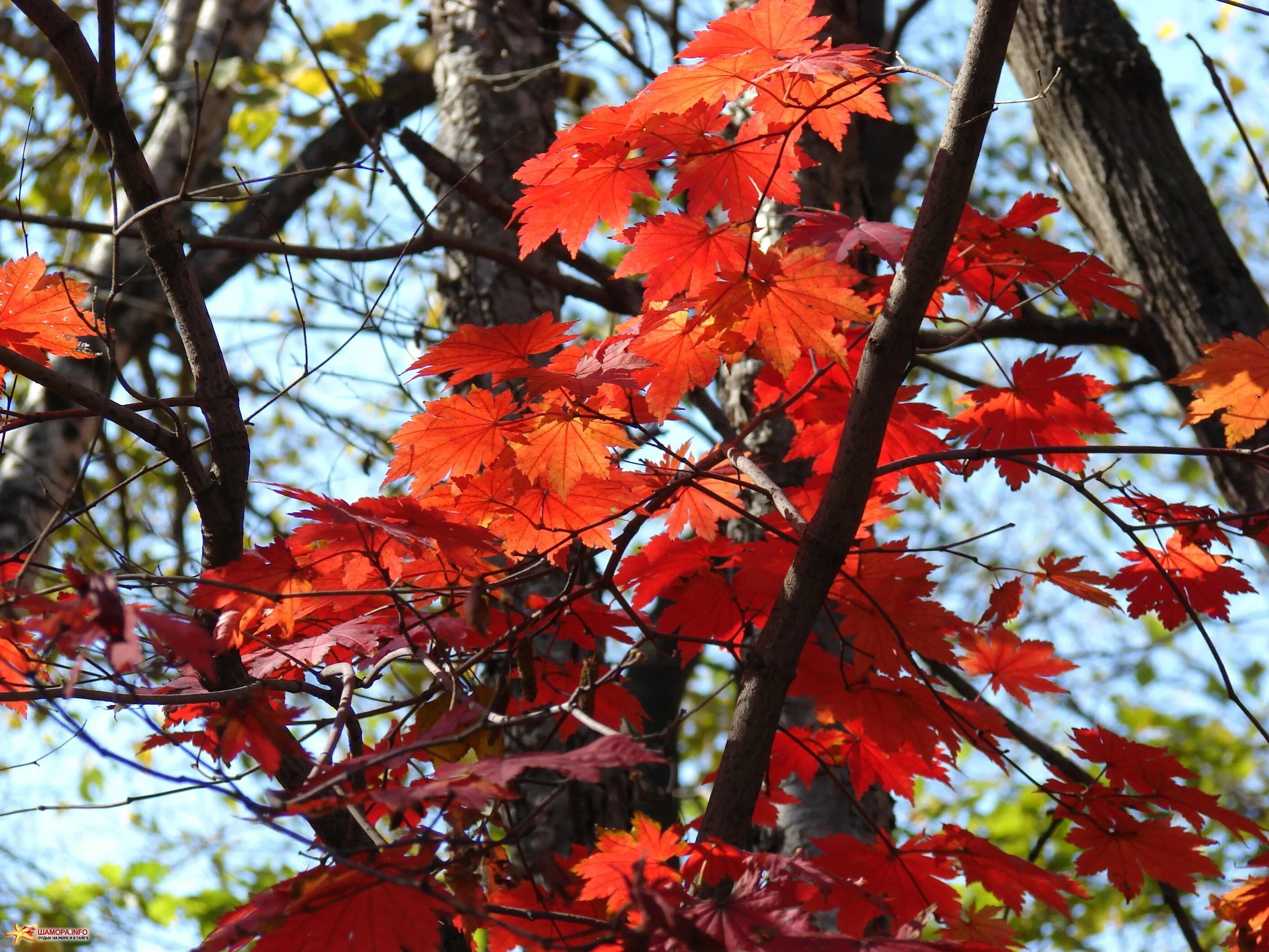 Оранжевый клен дерево. Как называется осенний. Сумах оленерогий уксусное дерево. Как называется осенний. Клен остролистный осенью.