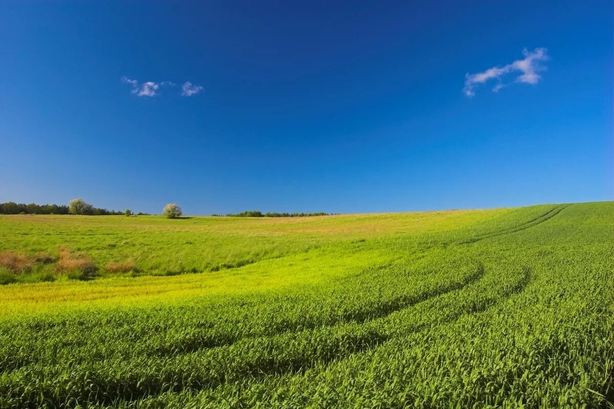 Зеленый лужок фото. Field like