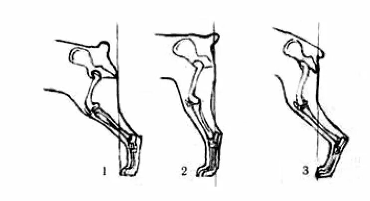 Скакательный сустав немецкой овчарки. Углы задних конечностей у собак. Постав задних конечностей у собак. Скакательный сустав у кошек анатомия.