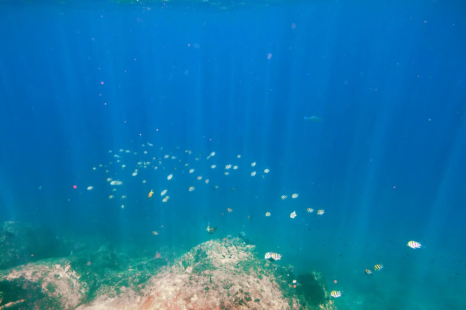 Море под водой. Подводный пейзаж. Рабочий стол под водой. Морские глубины. Сеноты в мексике дайвинг.