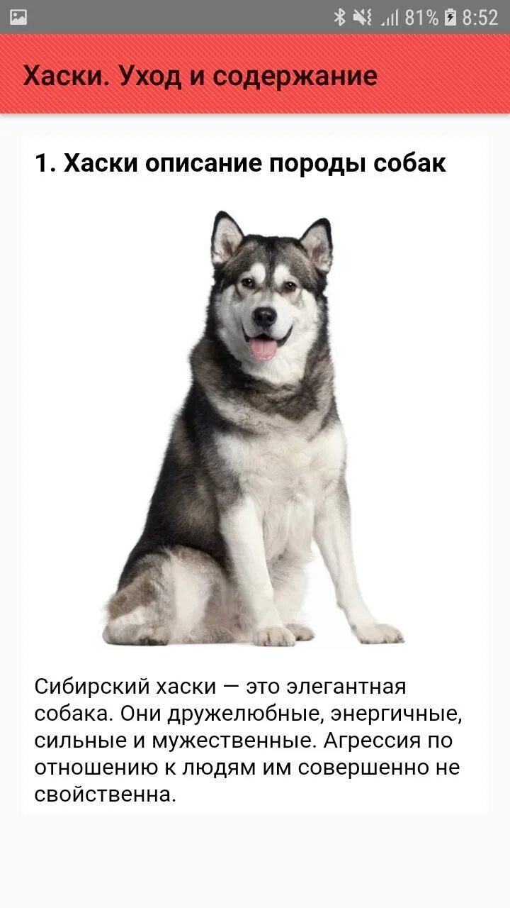 Содержание хаски. Хаски уходит. хаски уход и содержание. хаски как ухаживать. хаски как за ними ухаживают.