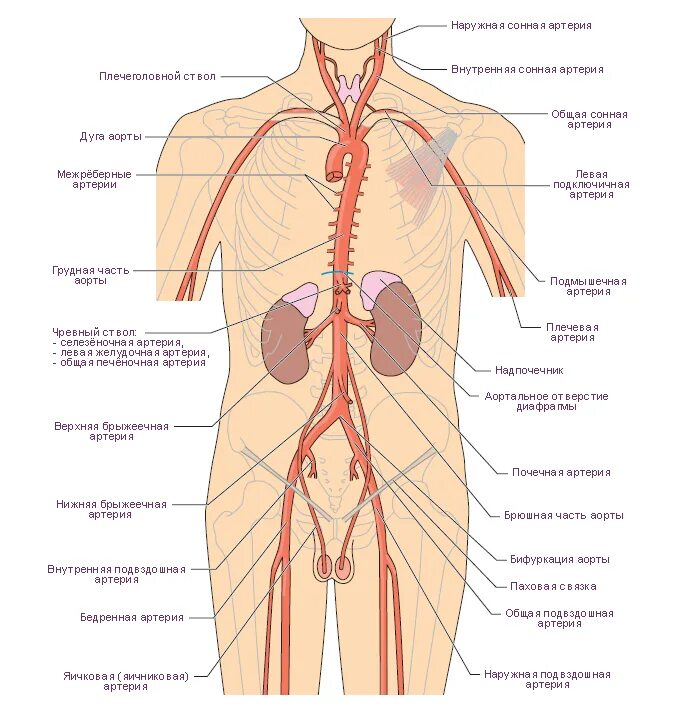 Схема где находится. Артерии схема анатомия. Артериальная система схема. Артерии тела человека схема расположения. Схема главных артерий человека.