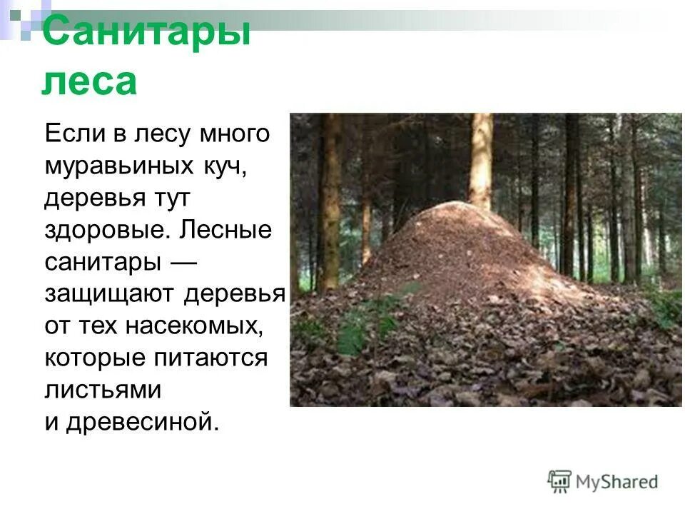 Дятел санитар леса. Санитары леса животные. Санитар леса. Дятел интересные факты для детей. Кто санитар леса.