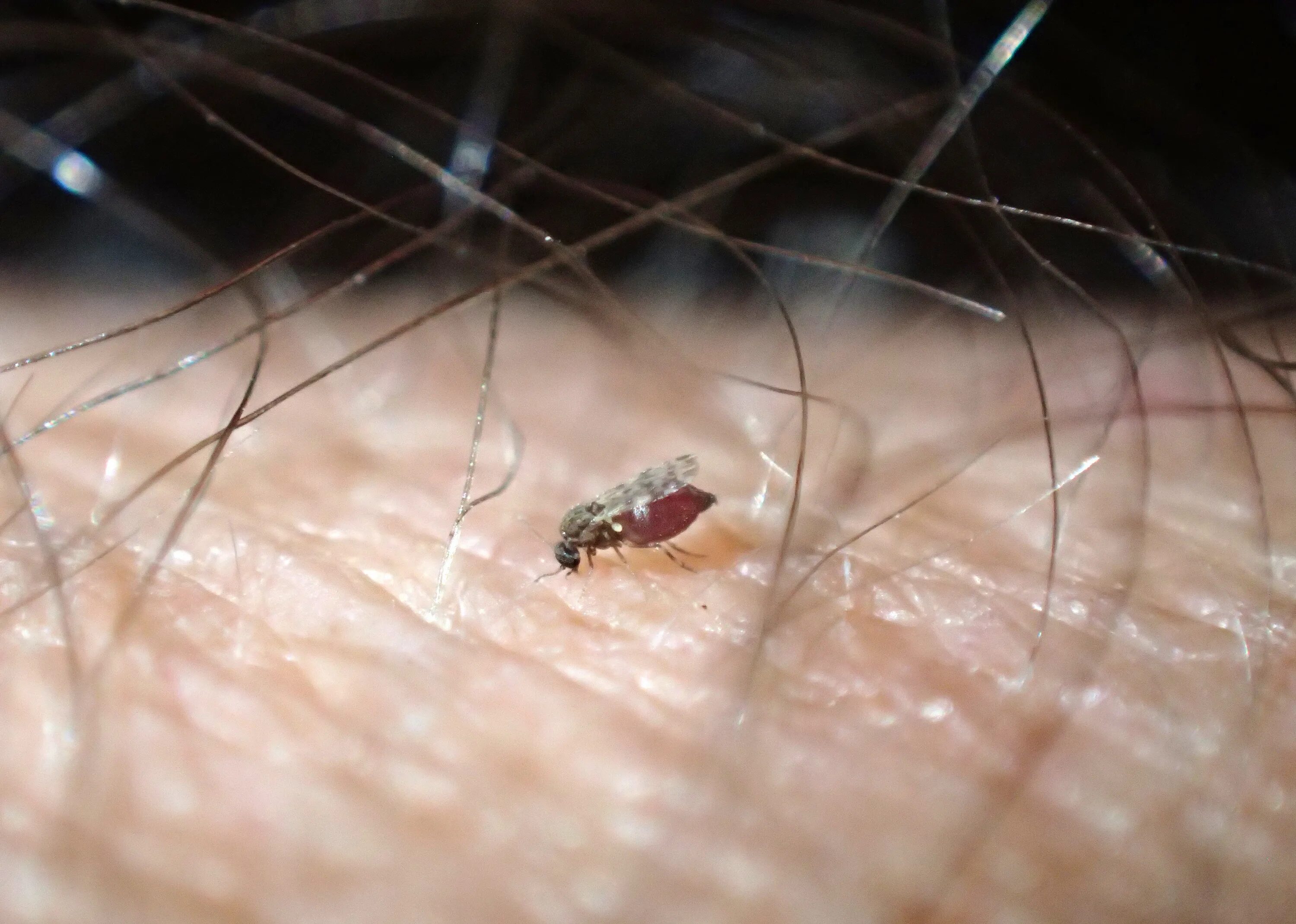 Bit small. Biting flies.
