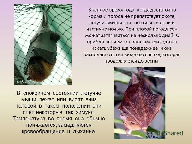 Доклад про летучую мышь. Летучая мышь для презентации. факты о летучих мышах. интересные факты о летучих мышах. летучая мышь биология.