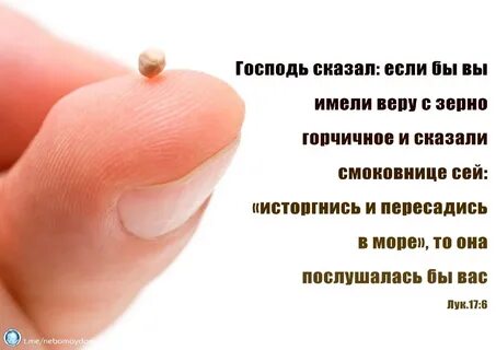 Горчичное зерно картинка