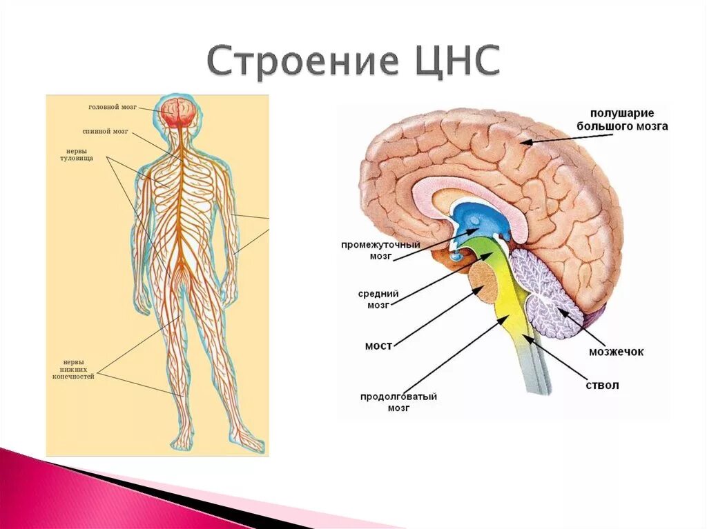 Структуры центральной нервной системы. ЦНС головной мозг строение. Центральная нервная система человека анатомия. Структуры центральной нервной системы человека.