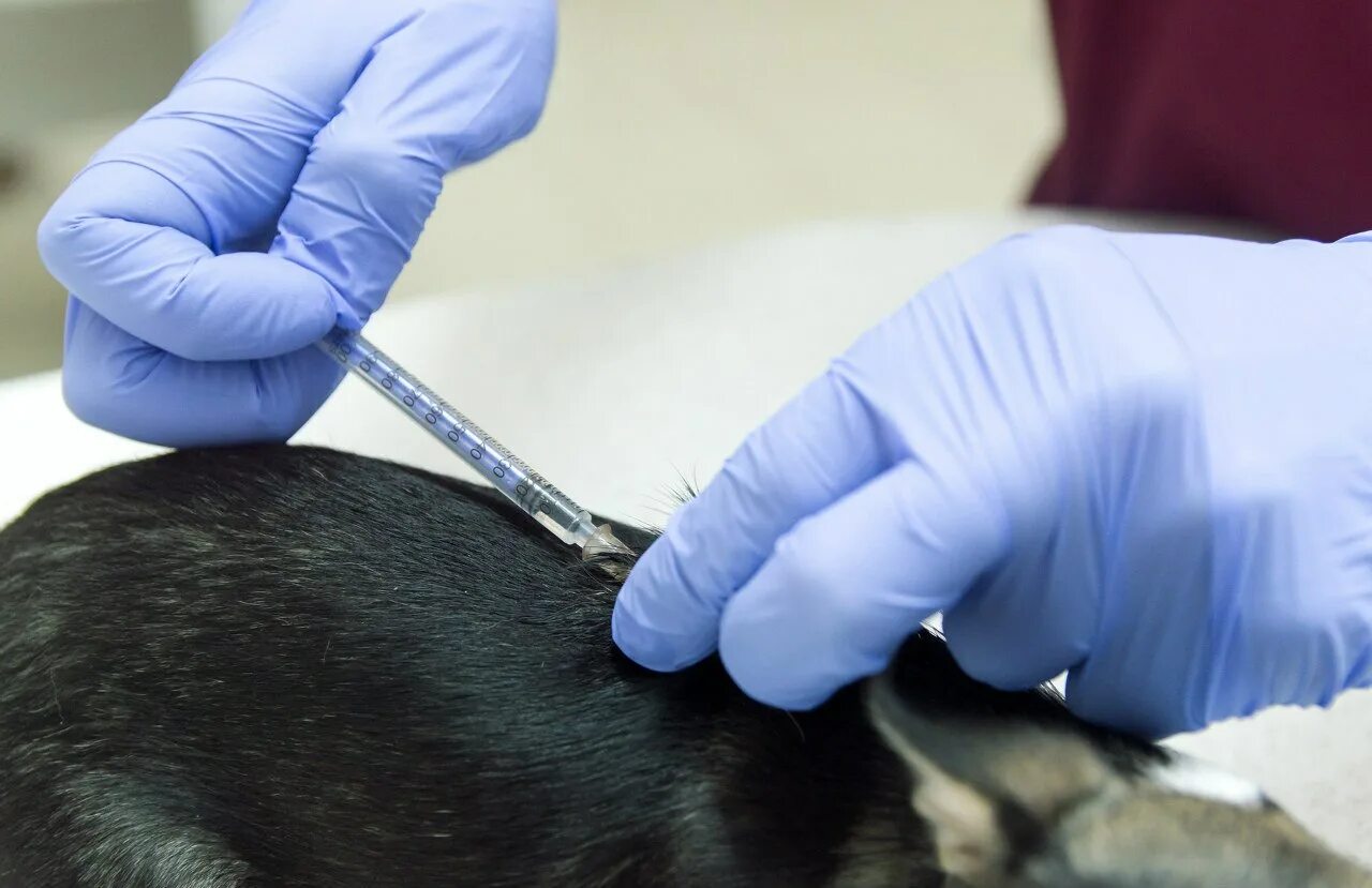 Где сделать бесплатную прививку кошкам. Вакцинация собак. Прививки животным от бешенства. Прививка собаке. Вакцинация Солаки от беше.