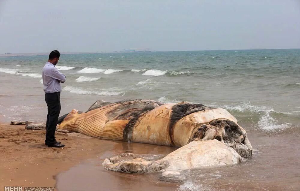 Рыбы персидского залива. Морские животные Персидского залива. Персидский залив фауна. Водные обитатели Персидского залива.