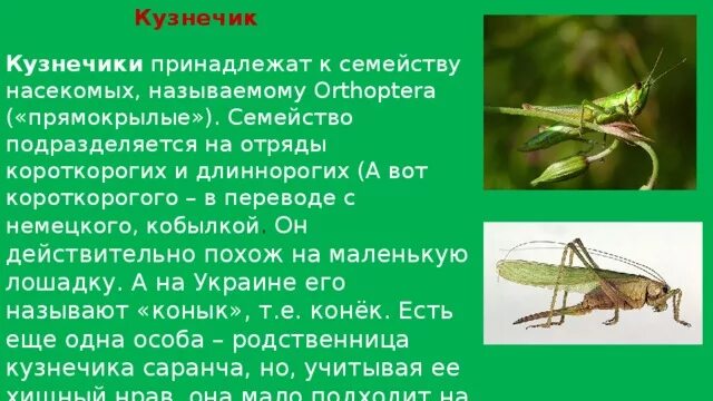 Кузнечики 2 класс окружающий мир. Информация о кузнечике. сообщение о кузнечике. доклад про кузнечика. сообщение о кузнечики кратко.
