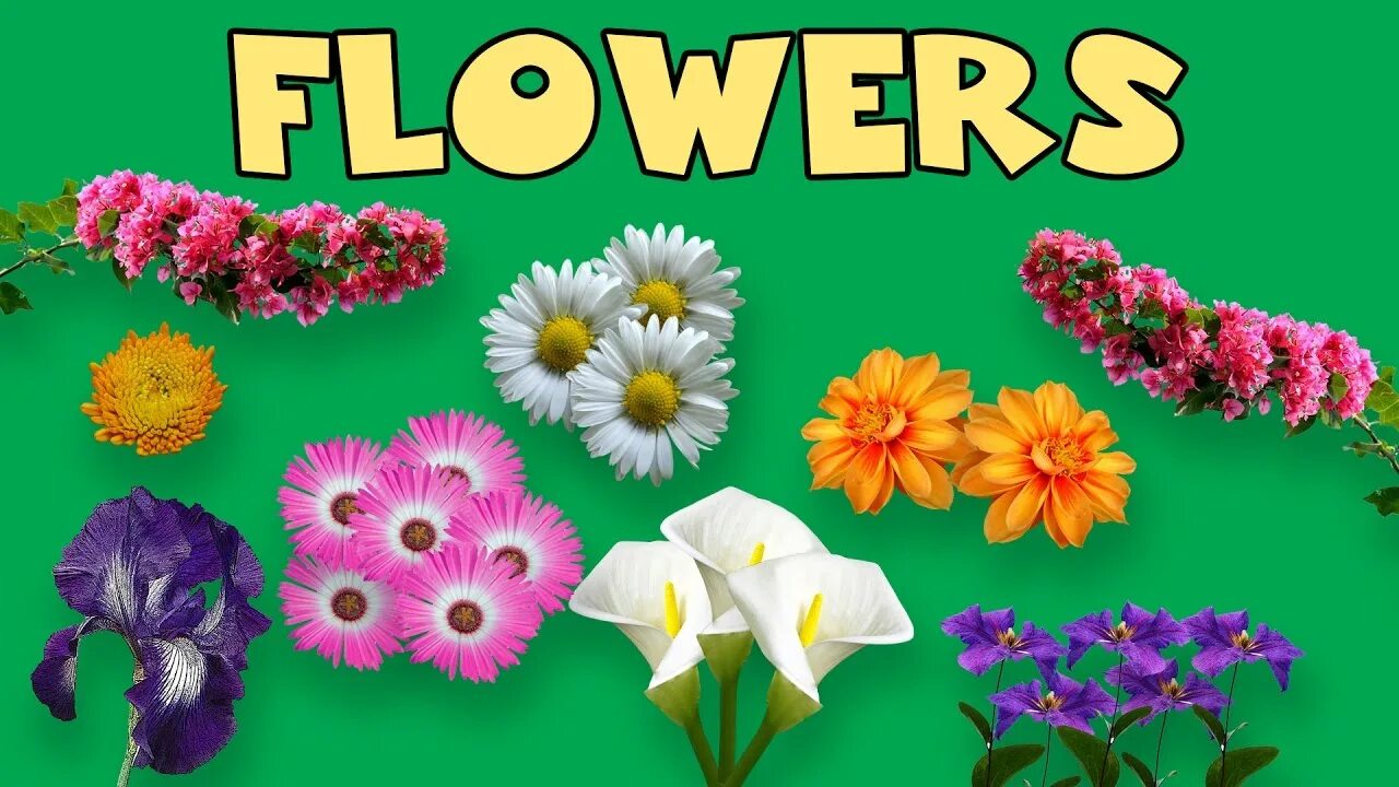 We like flowers. Цветы на английском. Цветок in English for Kids. Карточки на английском цветок. Садовые цветы на английском языке.