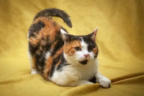 Кошки буси