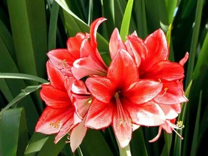 Holiday plants