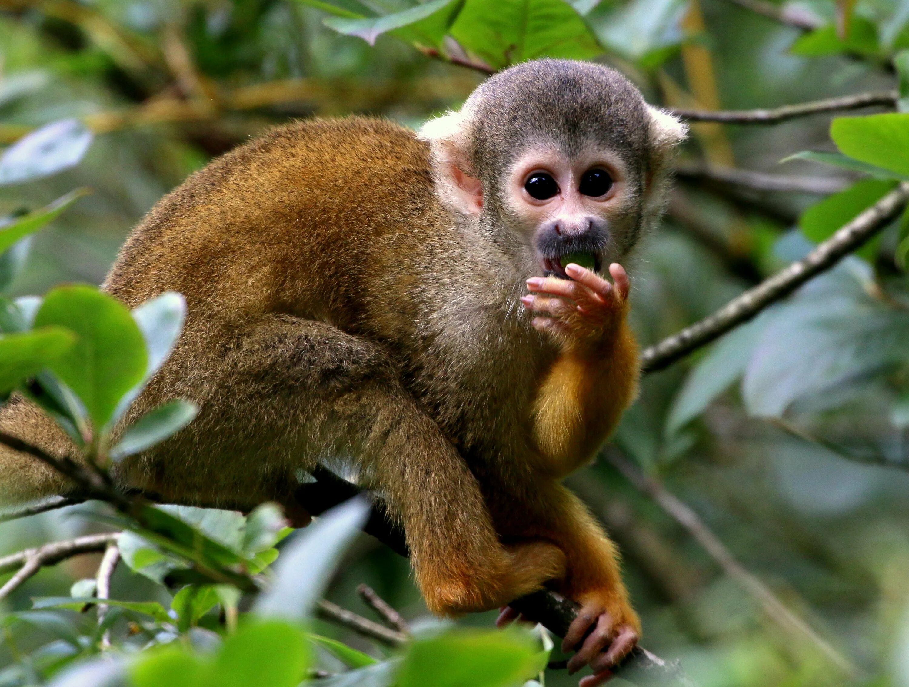 Monkey going