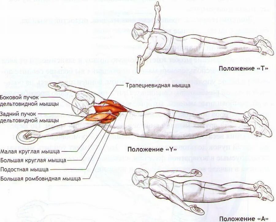 Упражнения на спину. Упражнения для мышц поясницы. Упражнения для мышц спины лежа. Ромбовидная мышца упражнения.