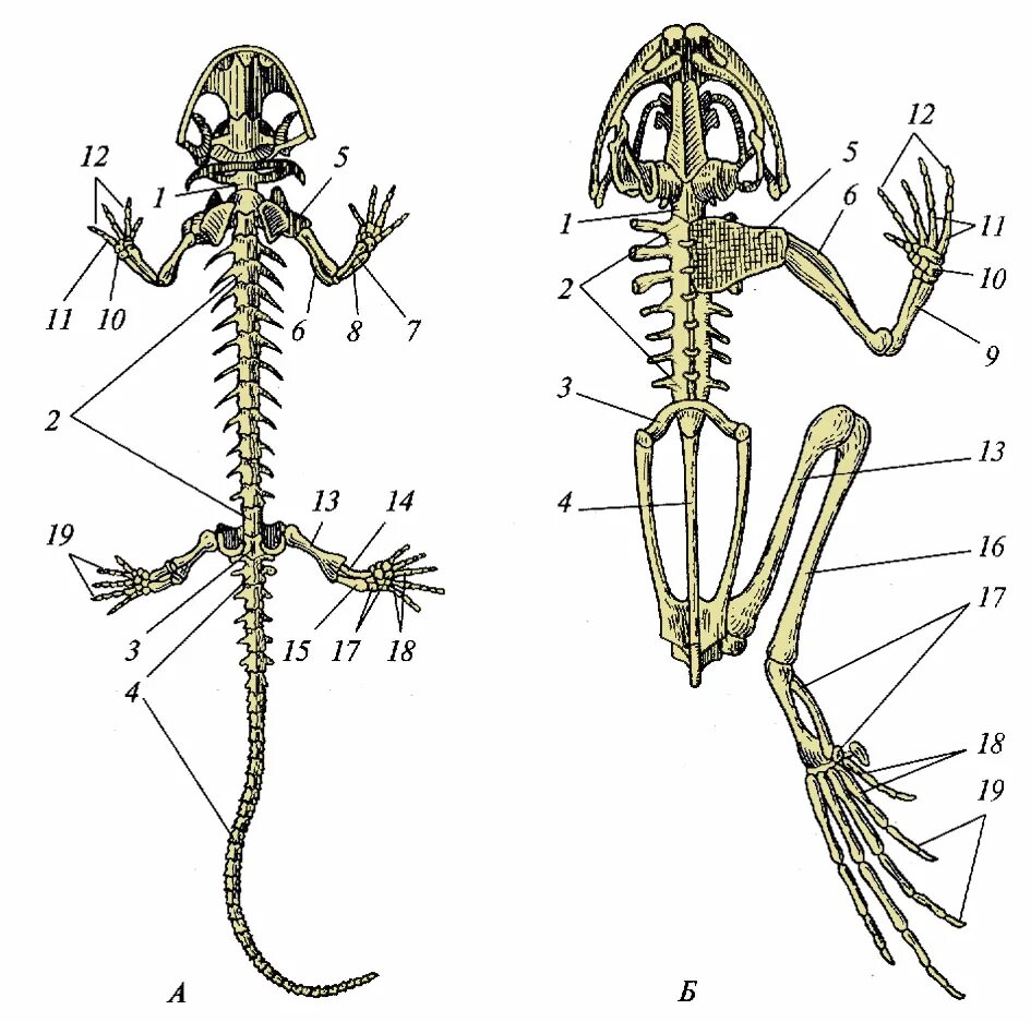 Выберите особенности строения скелета изображенного на рисунке. Строение земноводных скелет лягушки. Саламандра строение скелета. Строение скелета Тритона. Скелет аксолотля строение.