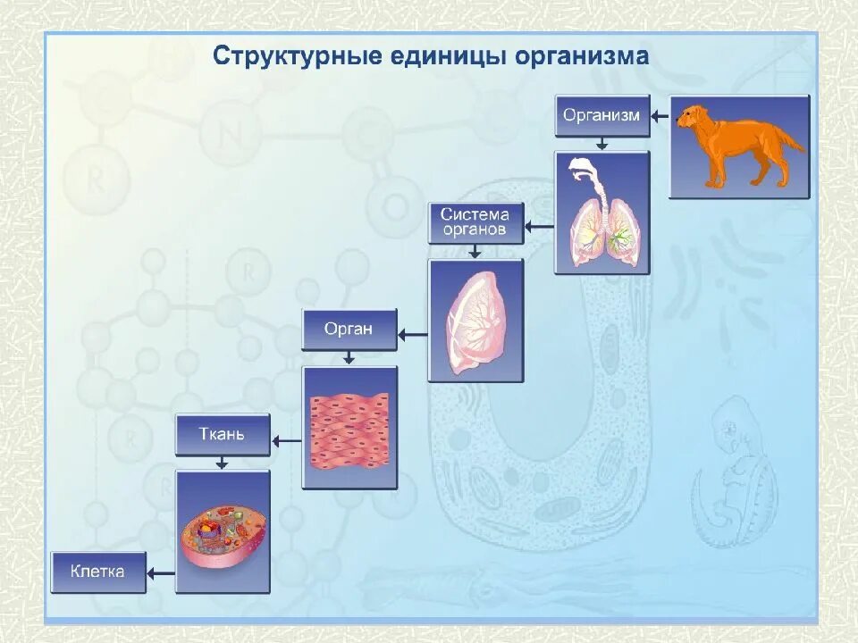 Наименьшей структурной и функциональной единицей организма является. Структурные единицы организма человека. структурные единицы органов человека. клетка ткань орган организм. клетка структурная единица организма.