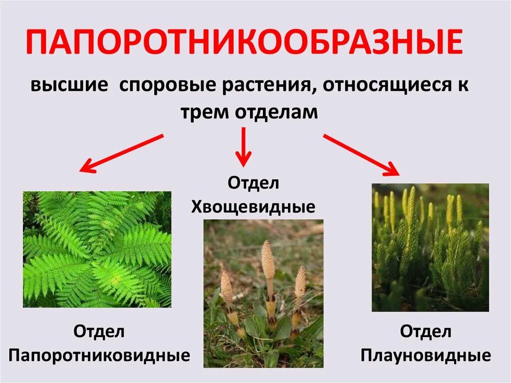 Споровые растения примеры названия. Высшие растения отдел Папоротниковидные. Отдел Плауновидные Хвощевидные и Папоротниковидные. Папоротниковидные споровые растения. Плауновидные споровые растения.