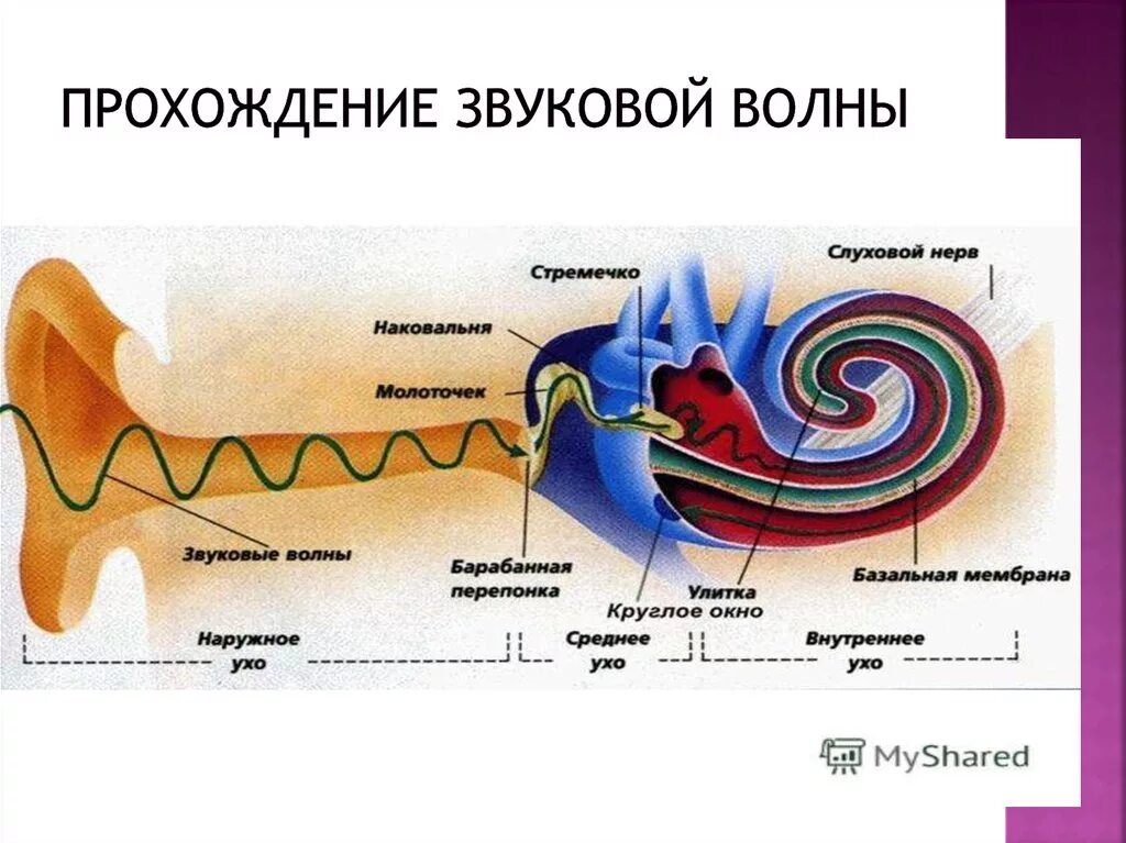 Звук движения воздуха. Схема прохода звука в ухе. Схема прохождения звука через ухо. Составьте схему движения звуковой волны. Строение уха последовательность.