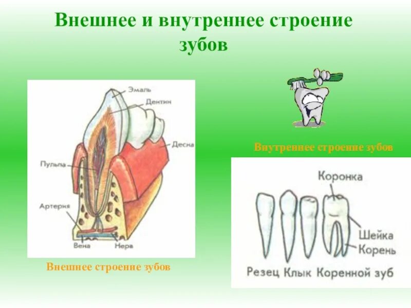 Строение зубов. Строение зуба. Внешнее и внутреннее строение зуба. Внутреннее строение зуба. Ковид зубова