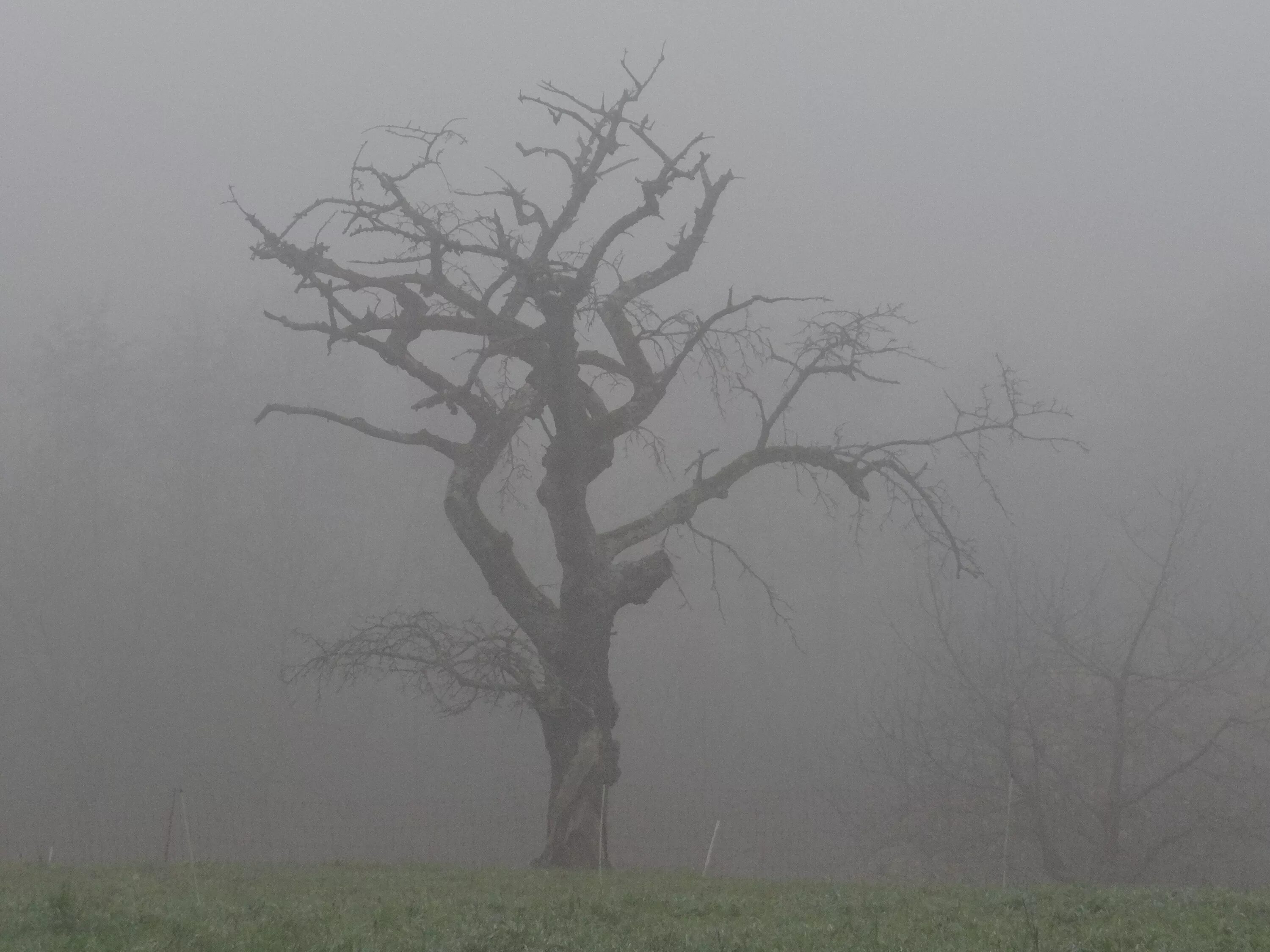 Какая погода в дерево. Деревья в тумане. Одинокое сухое дерево. Одинокое дерево в тумане. Сухое дерево в тумане.