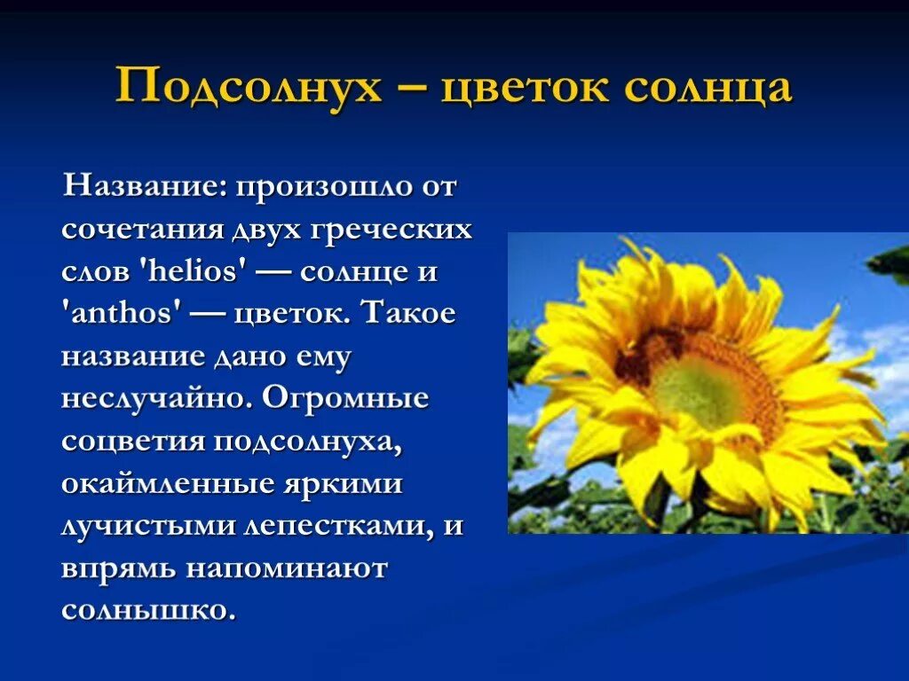 Рассказ цветок солнца. Подсолнечник информация. Рассказ о подсолнухе. Доклад про подсолнечник. Презентация на тему подсолнух.