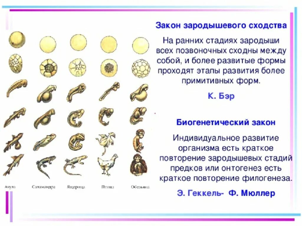 Сравните особенности размножения и развития позвоночных животных. Закон зародышевого сходства эмбрионов. Сходство зародышевого развития позвоночных животных. Сходство зародышей биогенетический закон. Закон сходства эмбрионов.