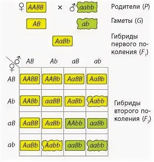 AABB AABB. AABB генотип. AABB AABB фенотип. AABB AABB скрещивание. При скрещивании гороха образующего