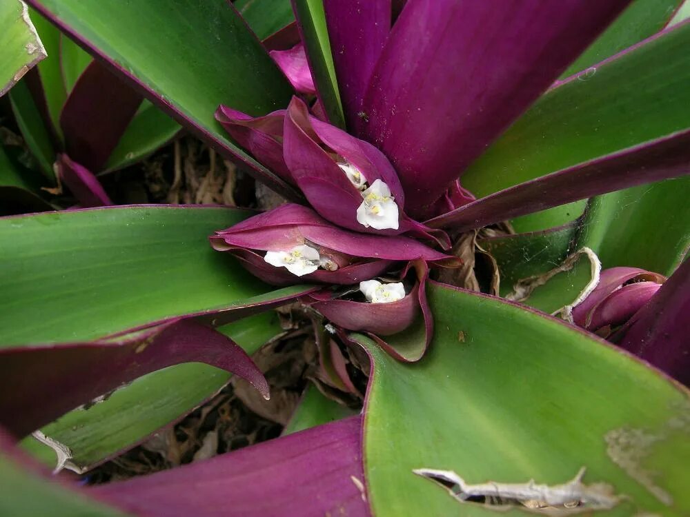 традесканция сеткреазия пурпурная. сеткреазия рео. колеус solenostemon jitters. растение с зелено фиолетовыми листьями. колеус гинура.