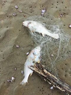Рыба умирает во сне