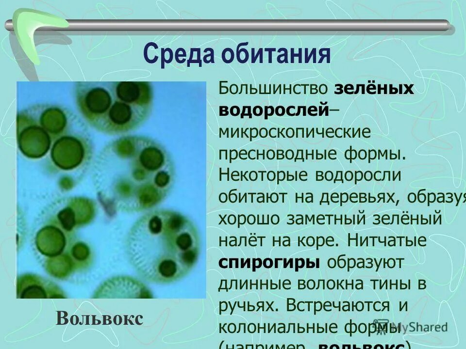 Размеры микроводорослей. Микробиоценоз почвы. Экологическое описание микроскопических водорослей. Экологические группы красных водорослей. Одноклеточный фитопланктон.