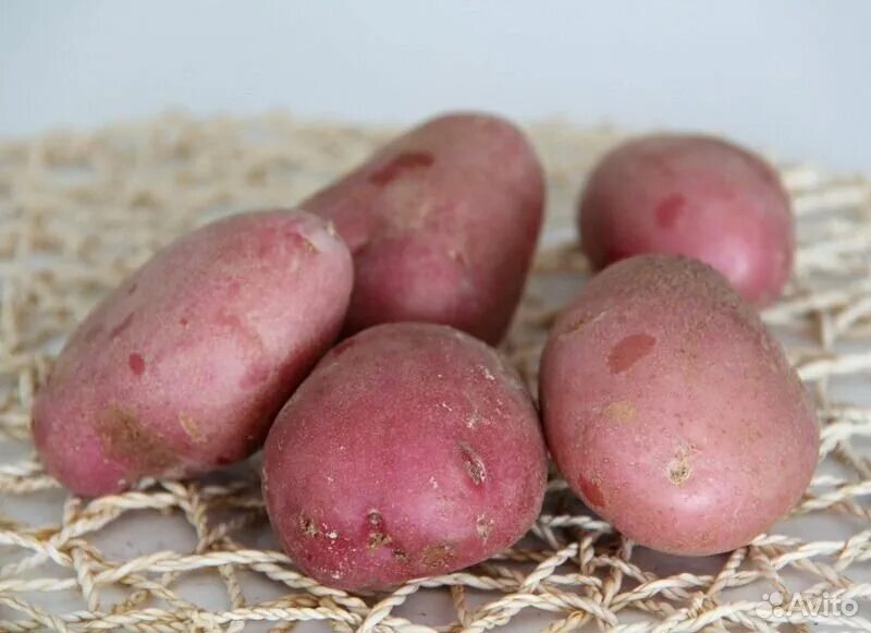 Красный сорт картофеля название и фото Ранний картофель AgroXXI