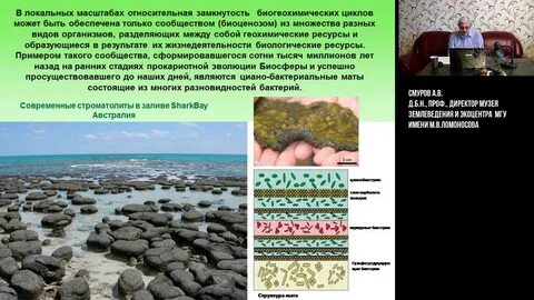 Глобальной экосистемой является