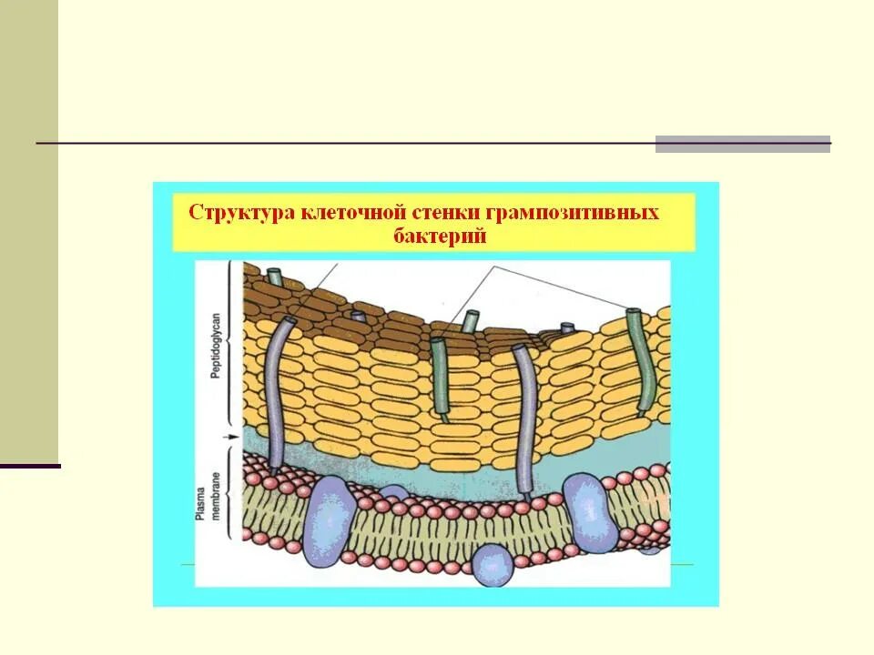 Клеточная стенка 5 класс. Строение клеточной стенки. Структура клеточной стенки. Клеточная стенка рисунок строение. Нарисовать структуру клеточной стенки.