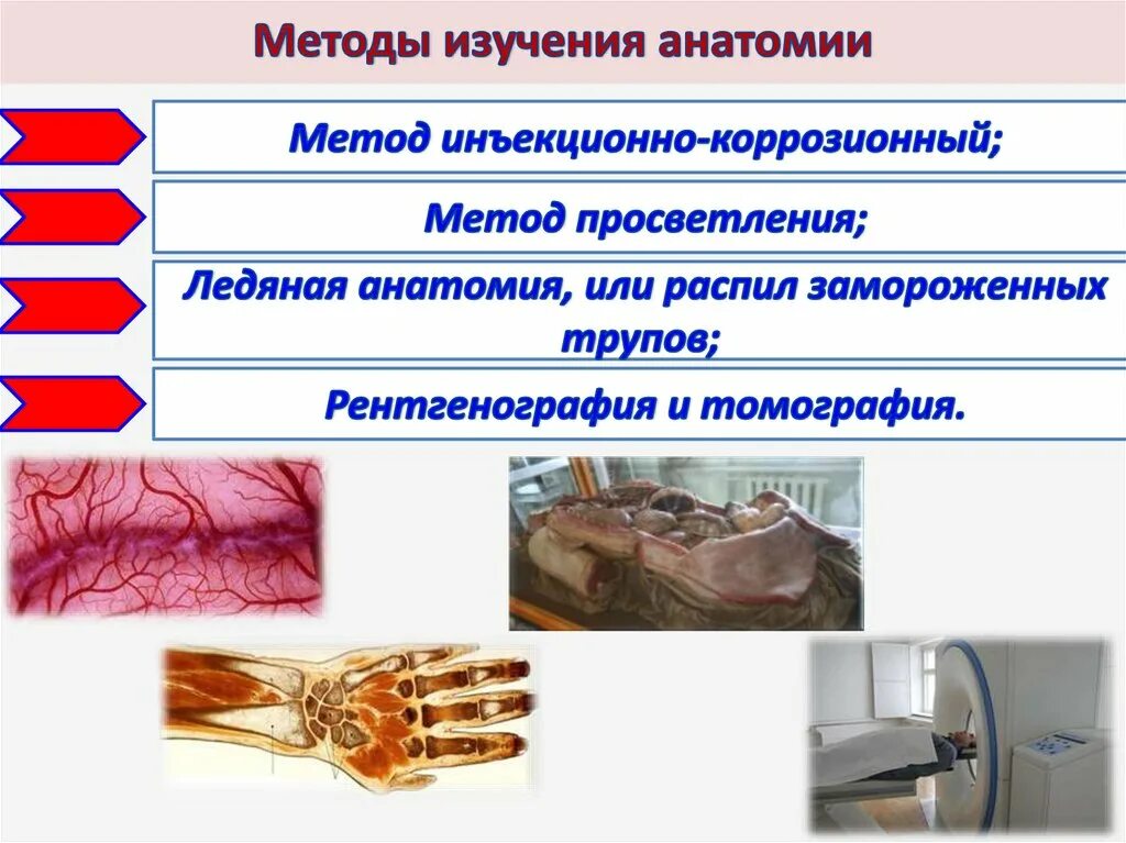 Метод инъекции в анатомии. Метод инъекции в анатомии
