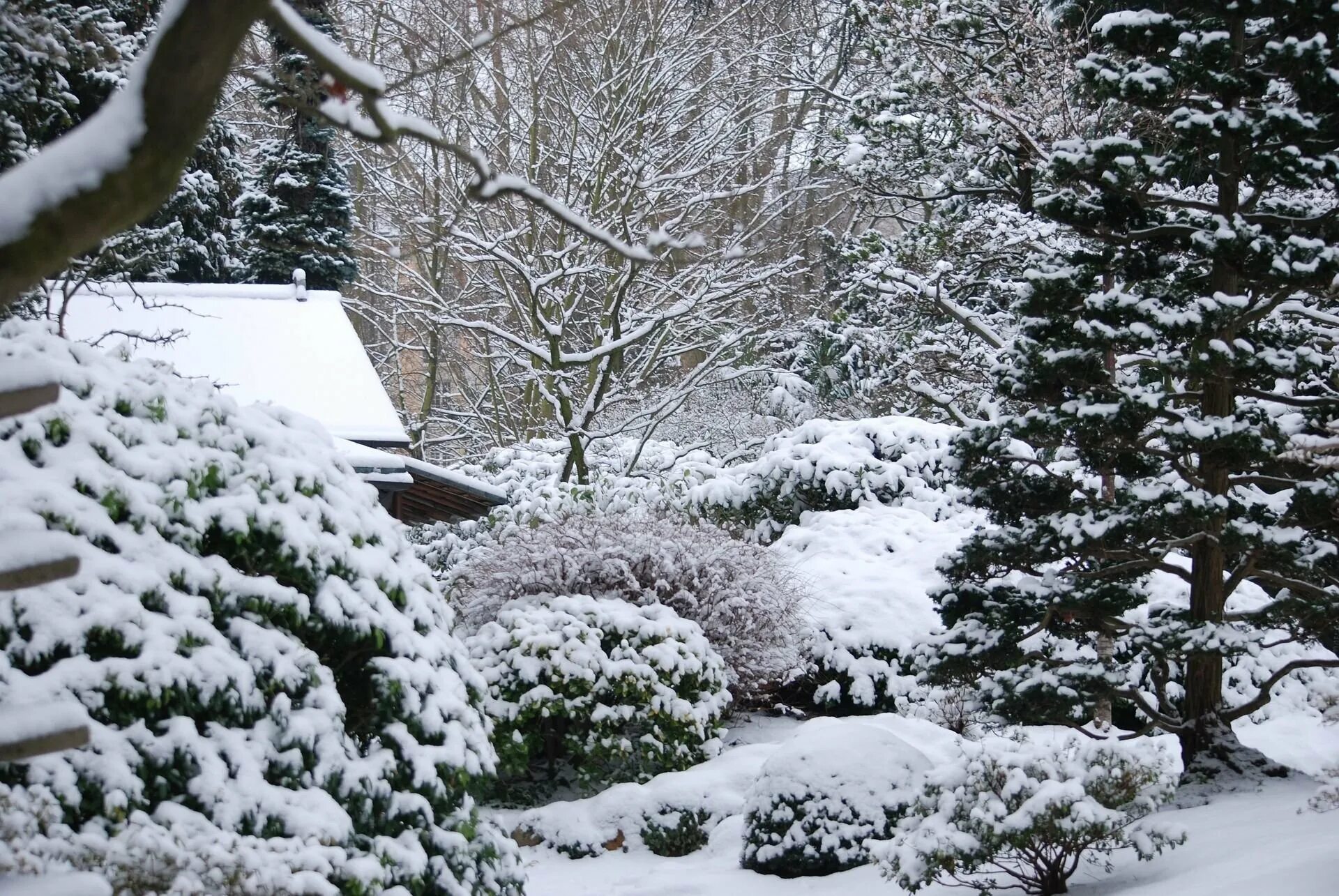Хвойные под снегом. Зима в саду. Красивый сад зимой. Хвойный сад зимой. Деревья в саду зимой.