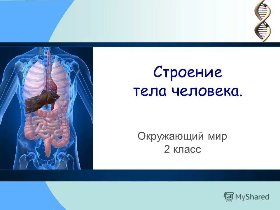 Организм человека 8 класс. Внутренние органы человека окружающий мир. Организм человека кратко. Модель внутреннее строение тела человека. Строение органов человека.
