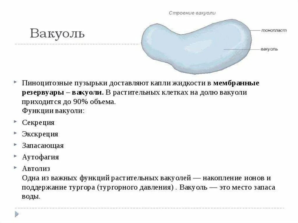 Вакуоль строение и функции. Вакуоль функции органоида. Органоид вакуоль строение и функции. Строение и функции вакуоли клетки. Вакуоль деление клеток