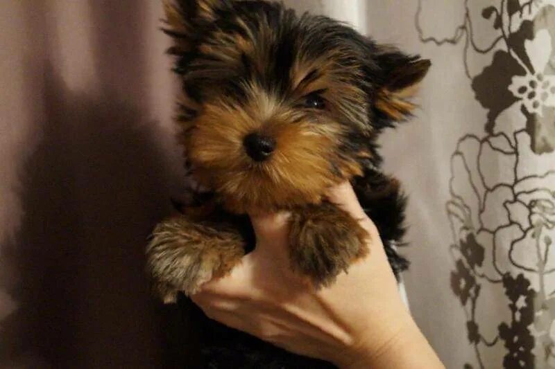 йоркширский терьер 3 кг