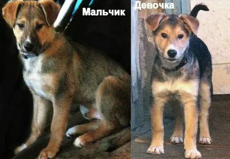 Как распознать собаку