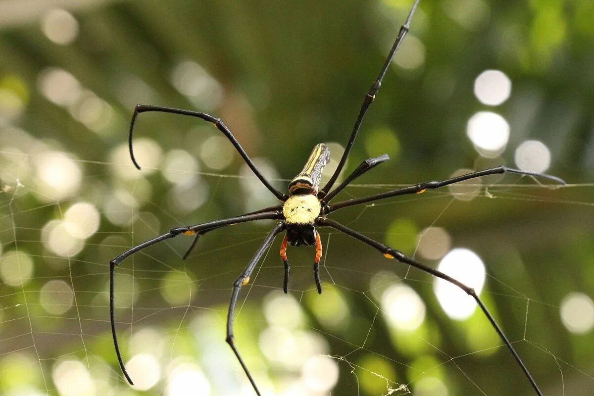 Паук 1 8. Nephila clavata. большой паук нефил. панцирь пауков нефил. nephila размер.