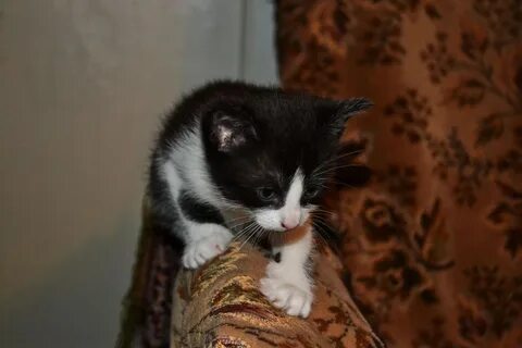 Черно белый котенок в доме