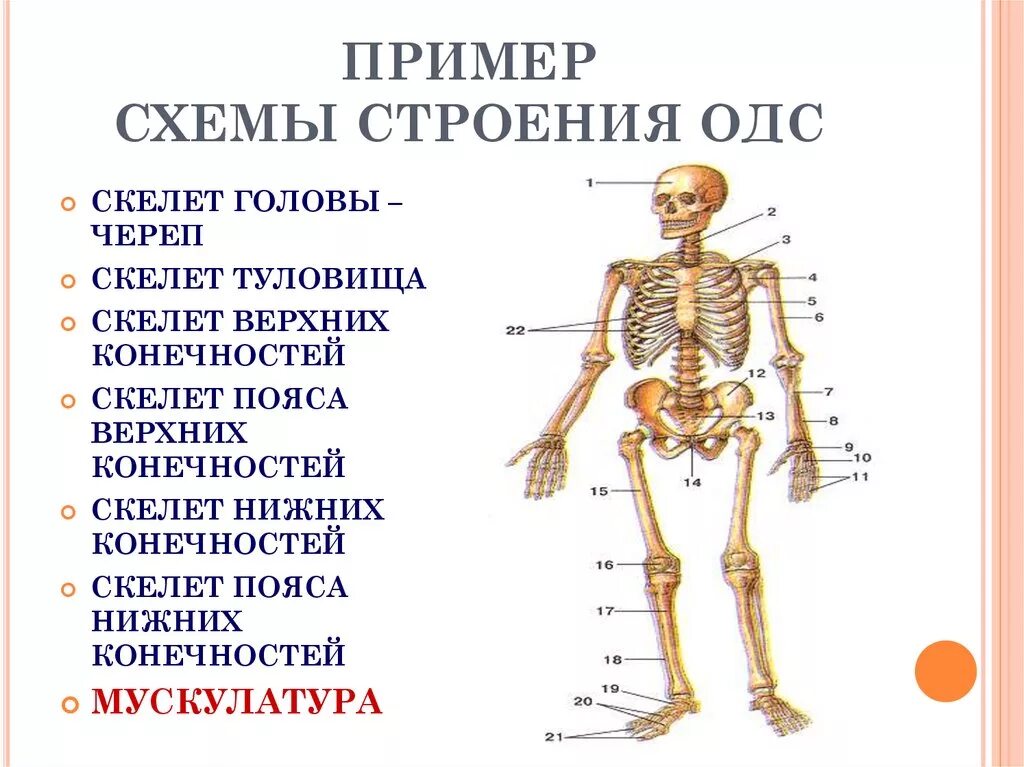 Скелет головы скелет туловища. Функции скелета 8 класс биология. Схема строения скелета. Схема строения скелета туловища\.