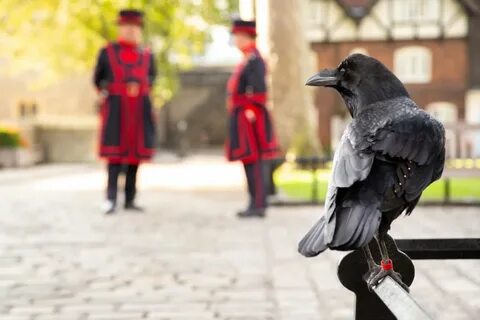 Ravens of the tower of london