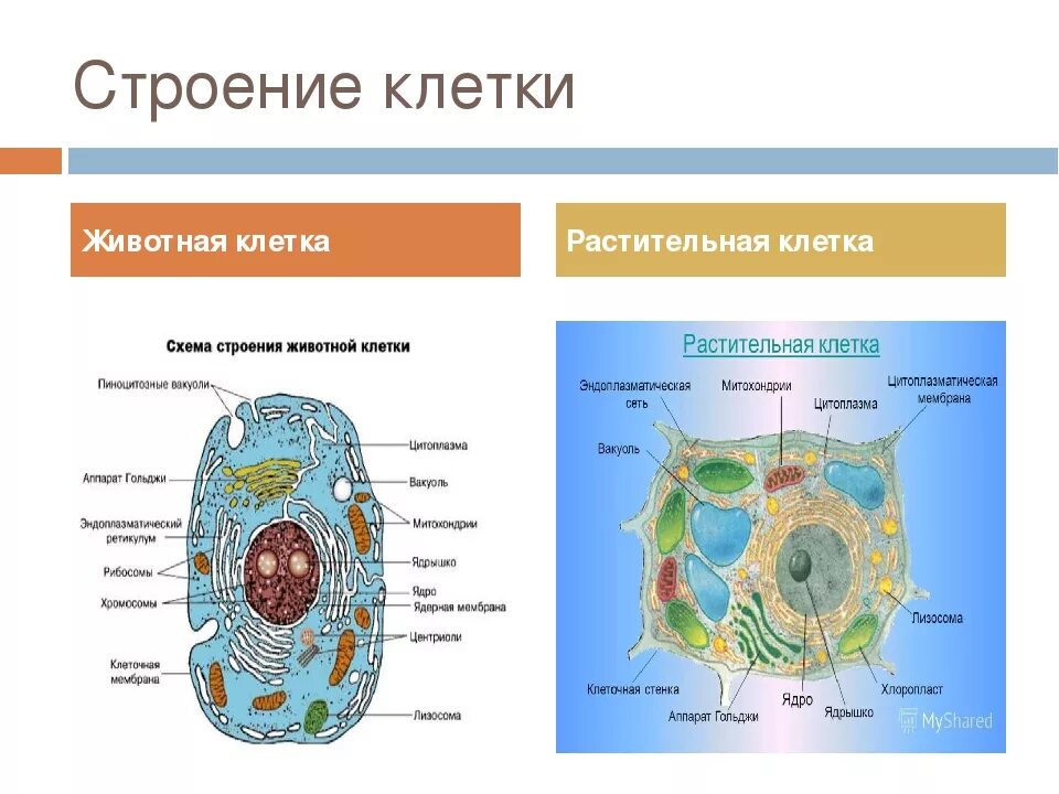 Строение растительной и животной клетки 10 класс биология. Строение растительной клетки схема 6 класс биология. Структура клетки 6 класс биология. Строение живой и растительной клетки. Клетка состоит из биология