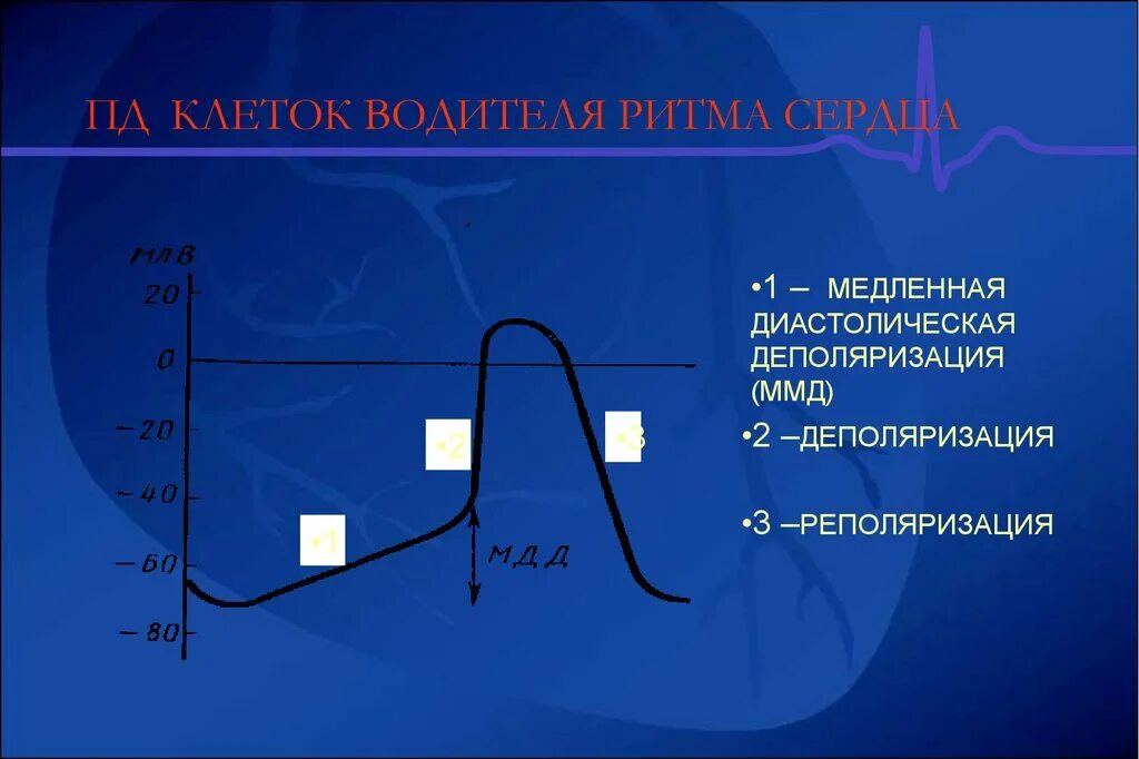 Пд 90. Потенциал действия клеток водителей ритма сердца. Медленная спонтанная диастолическая деполяризация. Медленная диастолическая поляризация. Медленная диастолическая реполяризация.