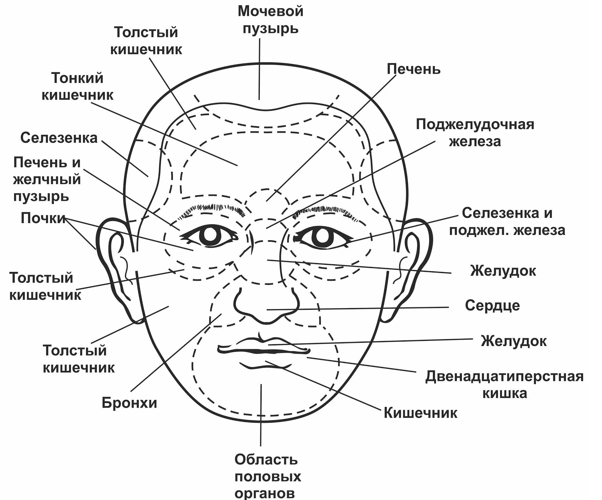 На лбу и с каждым. Китайская физиогномика схемы. Диагностика заболеваний по лицу. Китайская физиогномика лица. Проекция высыпаний на лице.