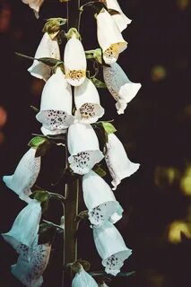 White bell